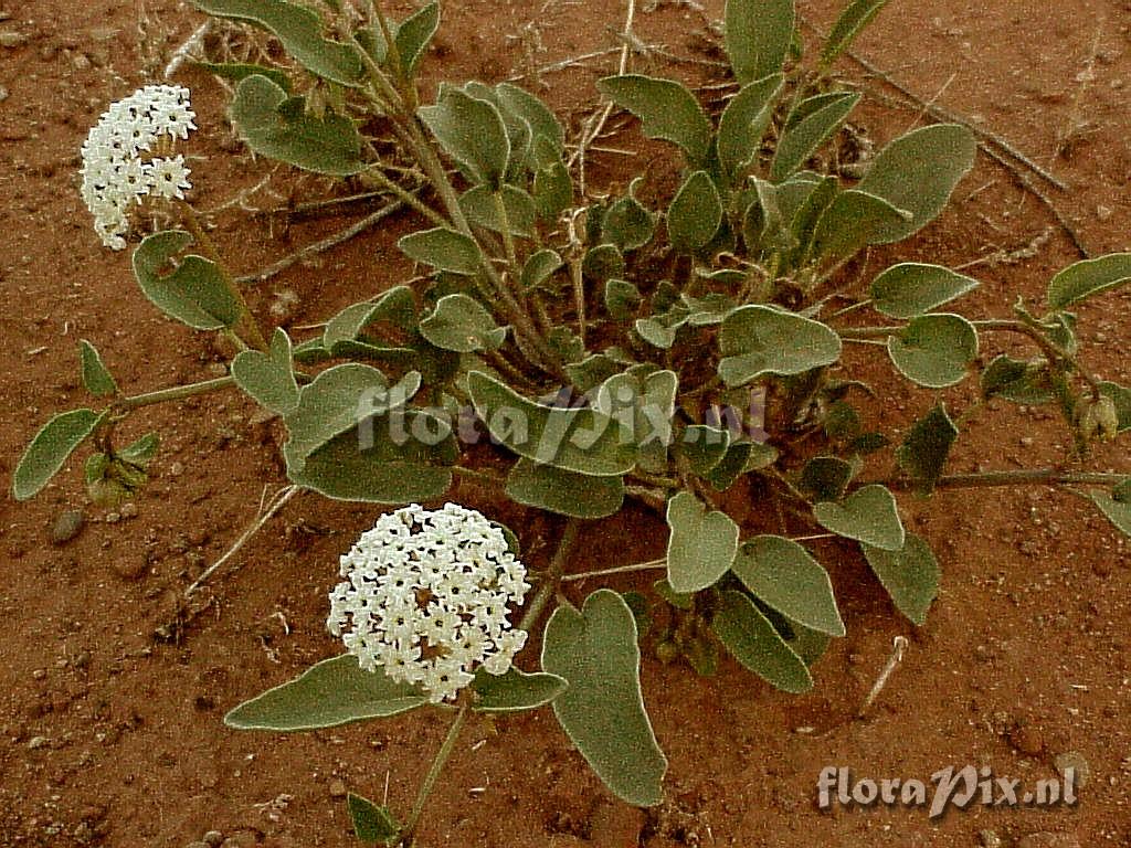 Abronia fragrans