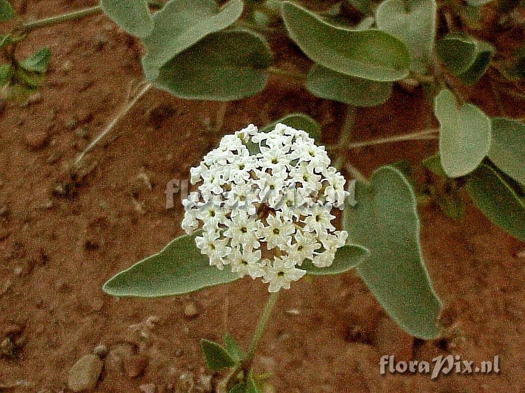 Abronia fragrans