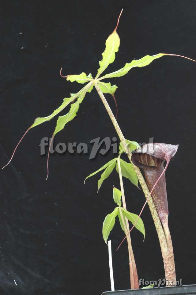 Arisaema taiwanense