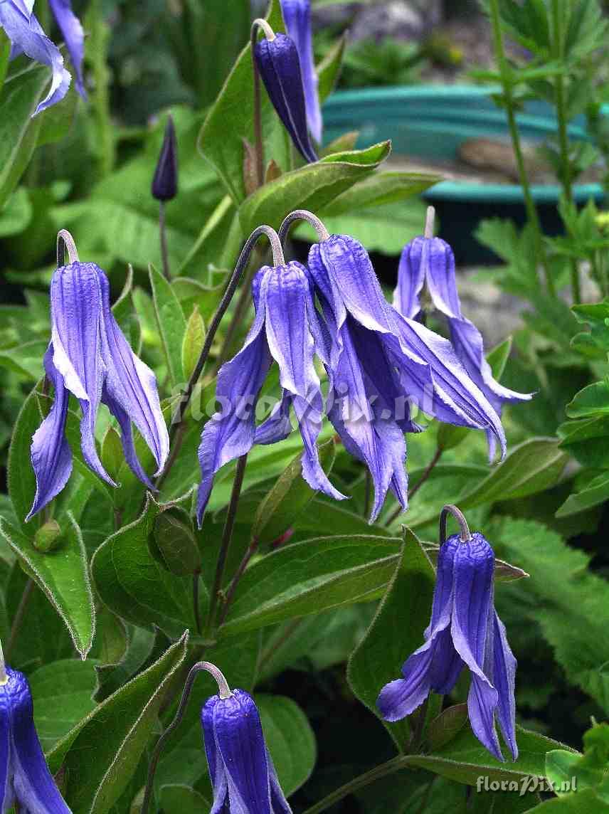 Clematis integrifolia