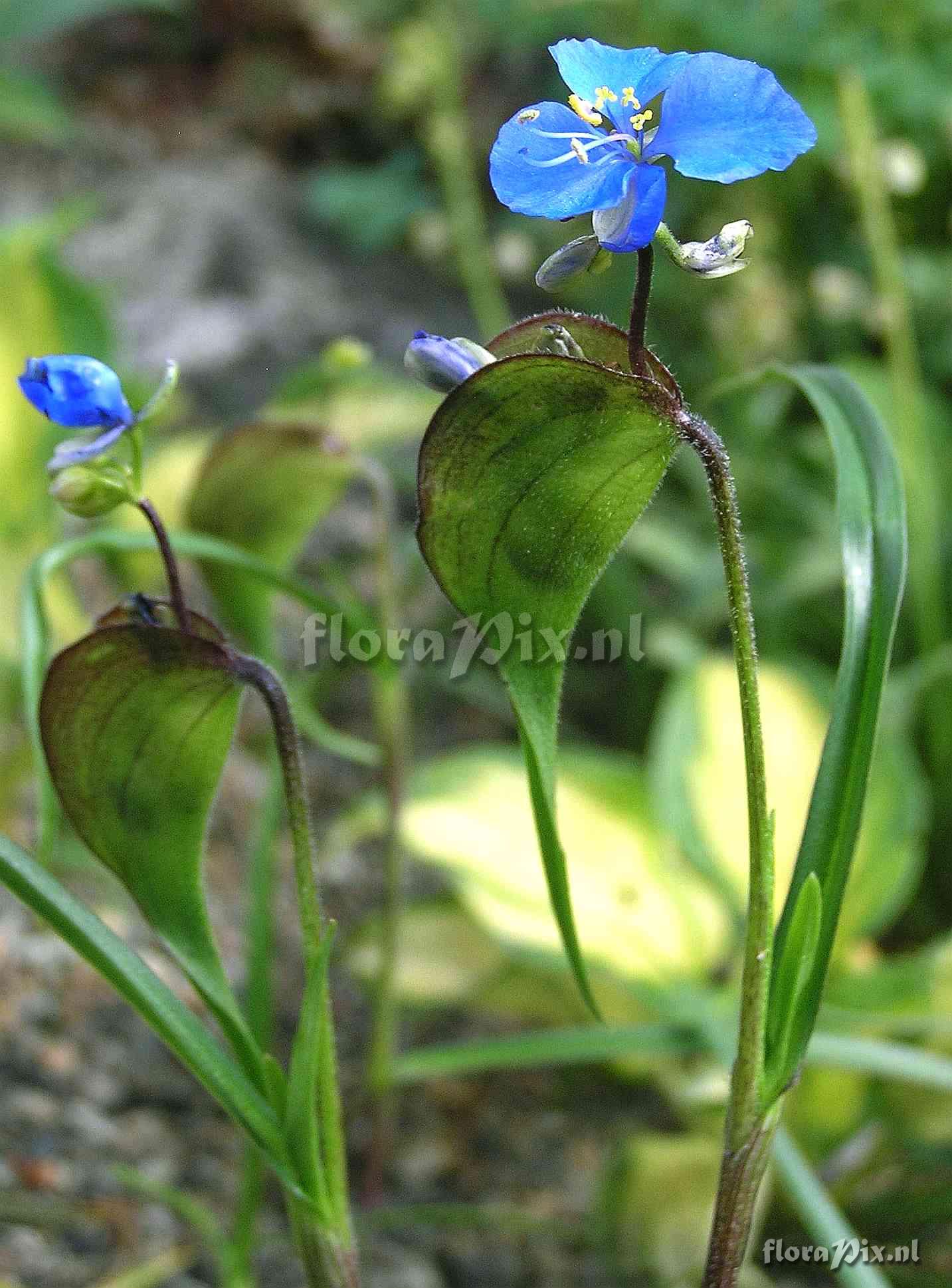 Commelina dianthifolia