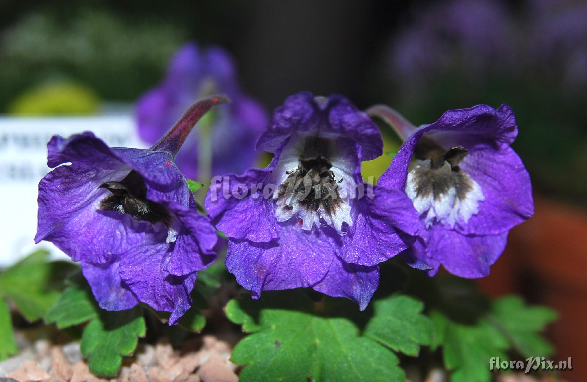 Delphinium beesianum