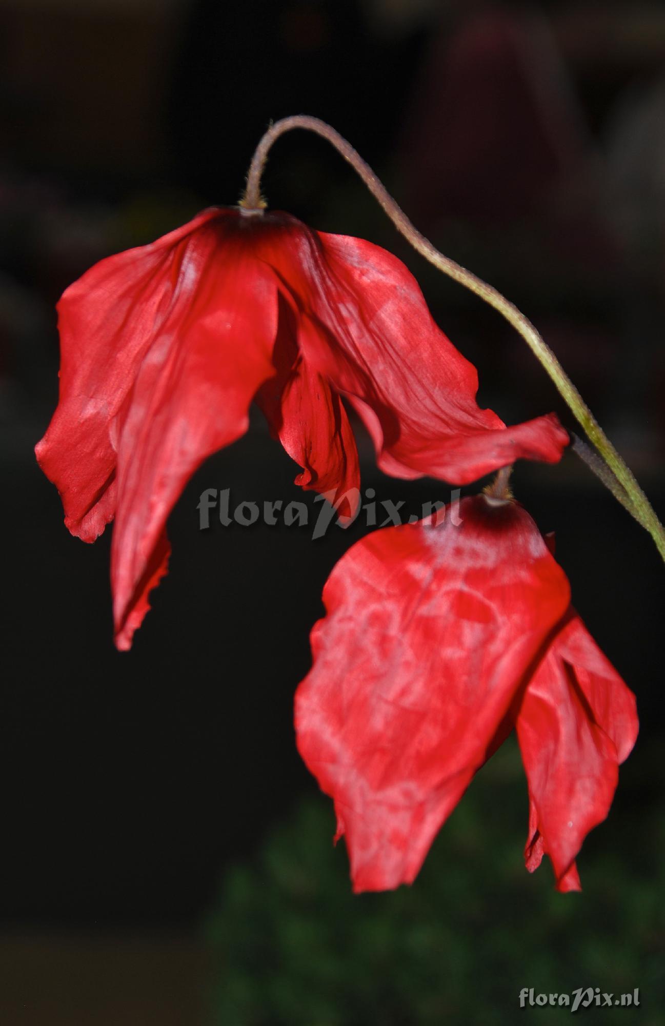 Meconopsis punicea