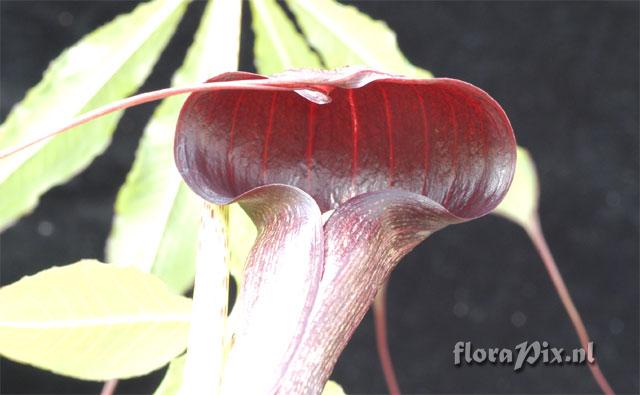 Arisaema taiwanense closeup