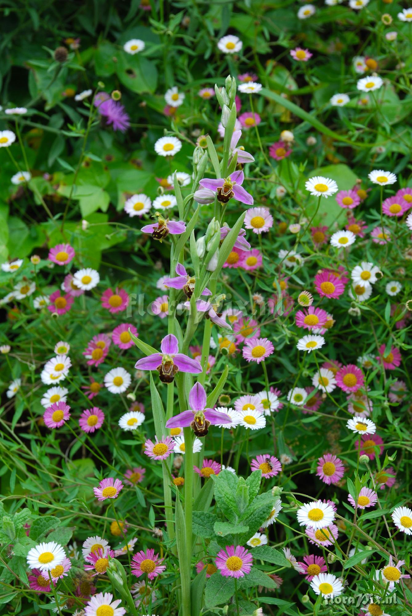 Picos de Europa roadside verge