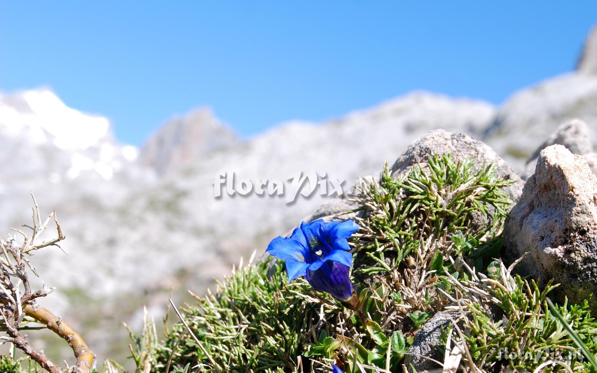 Gentiana acaulis