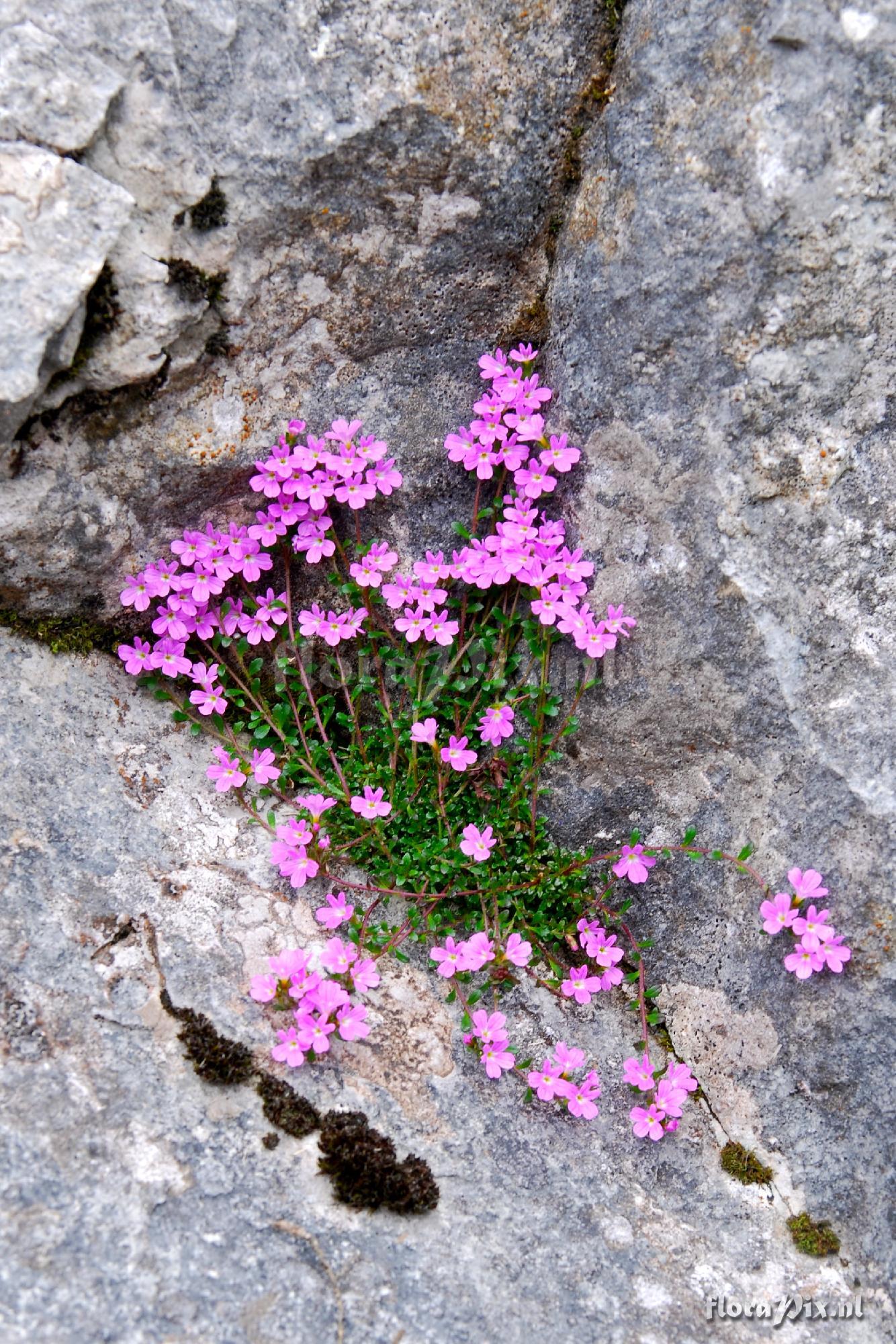 Erinus alpinus