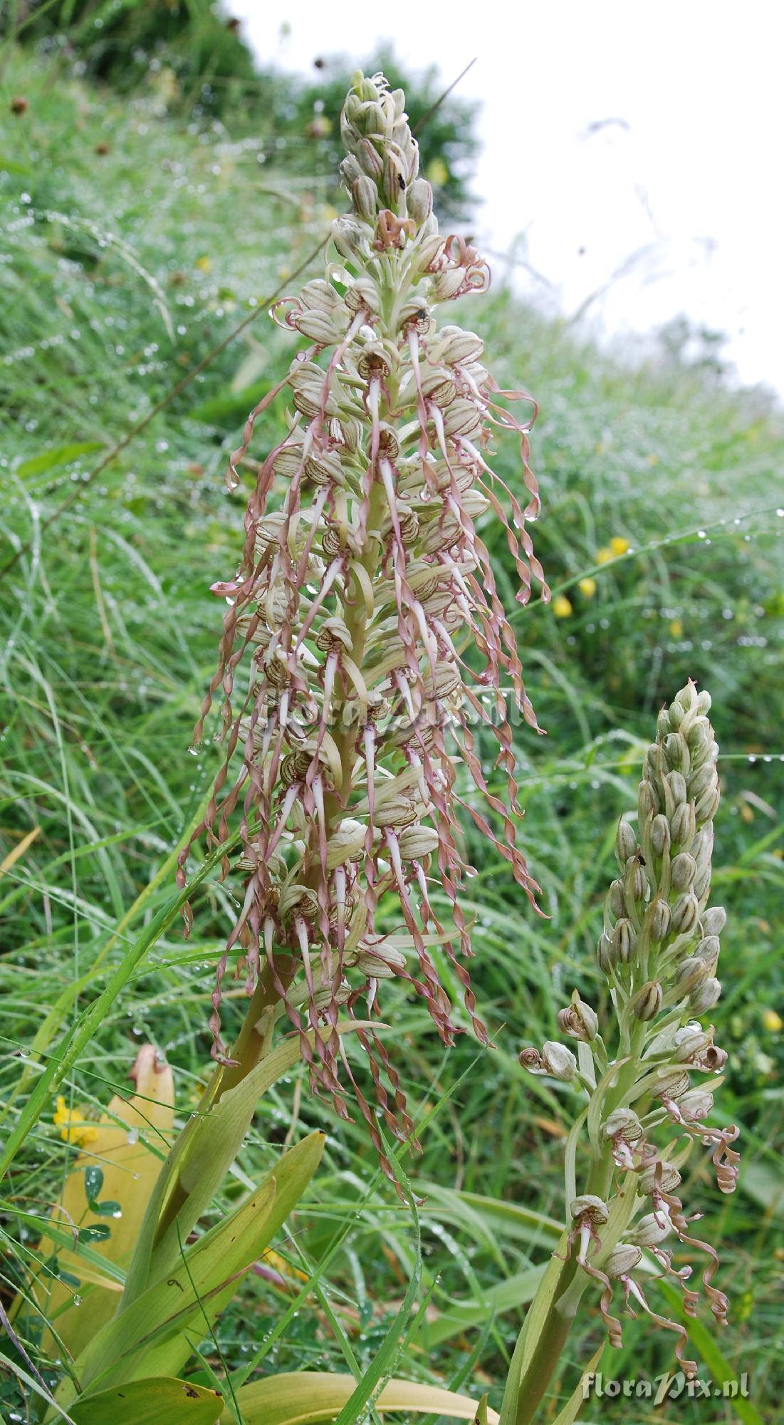 Himantoglossum hircinum