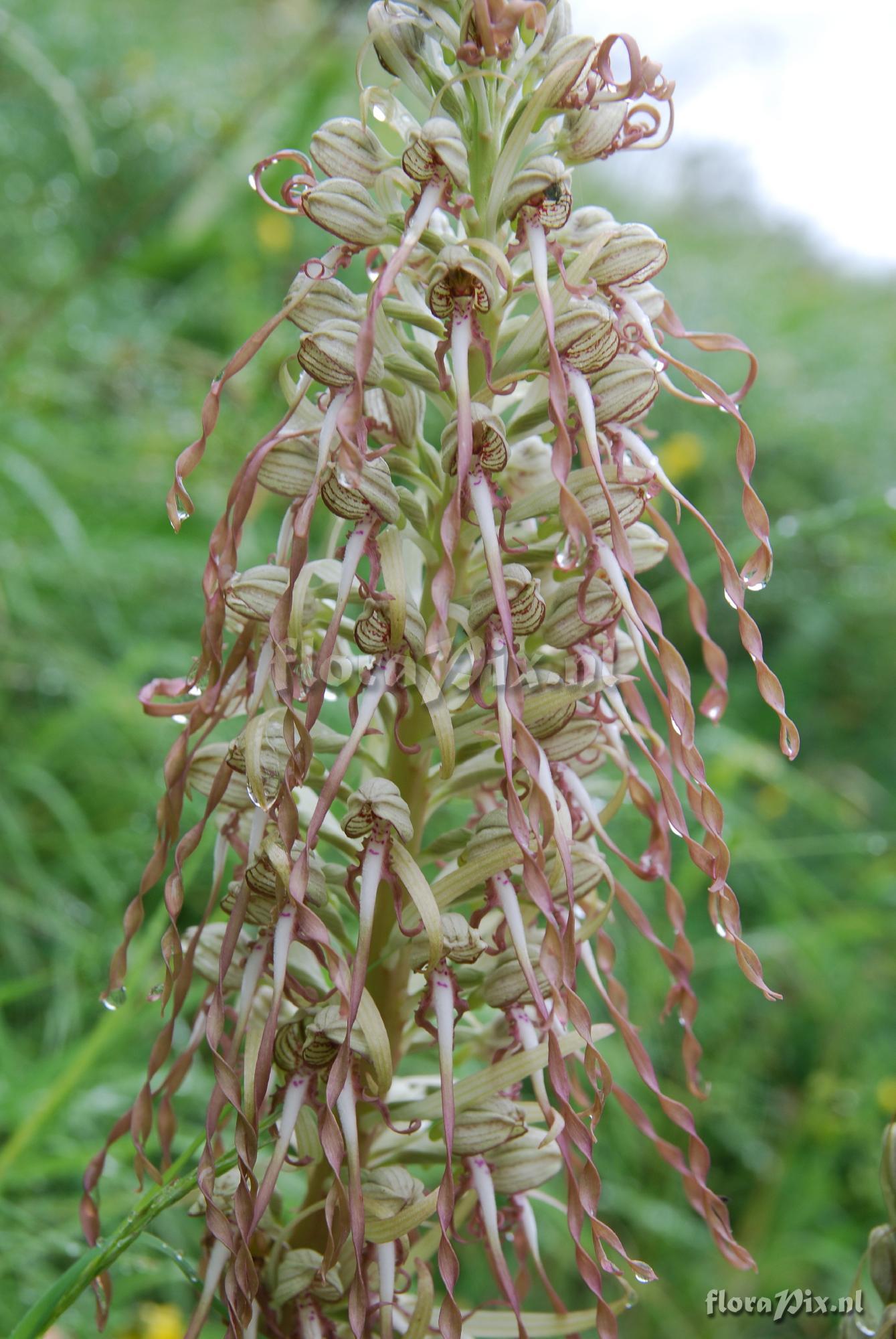 Himantoglossum hircinum