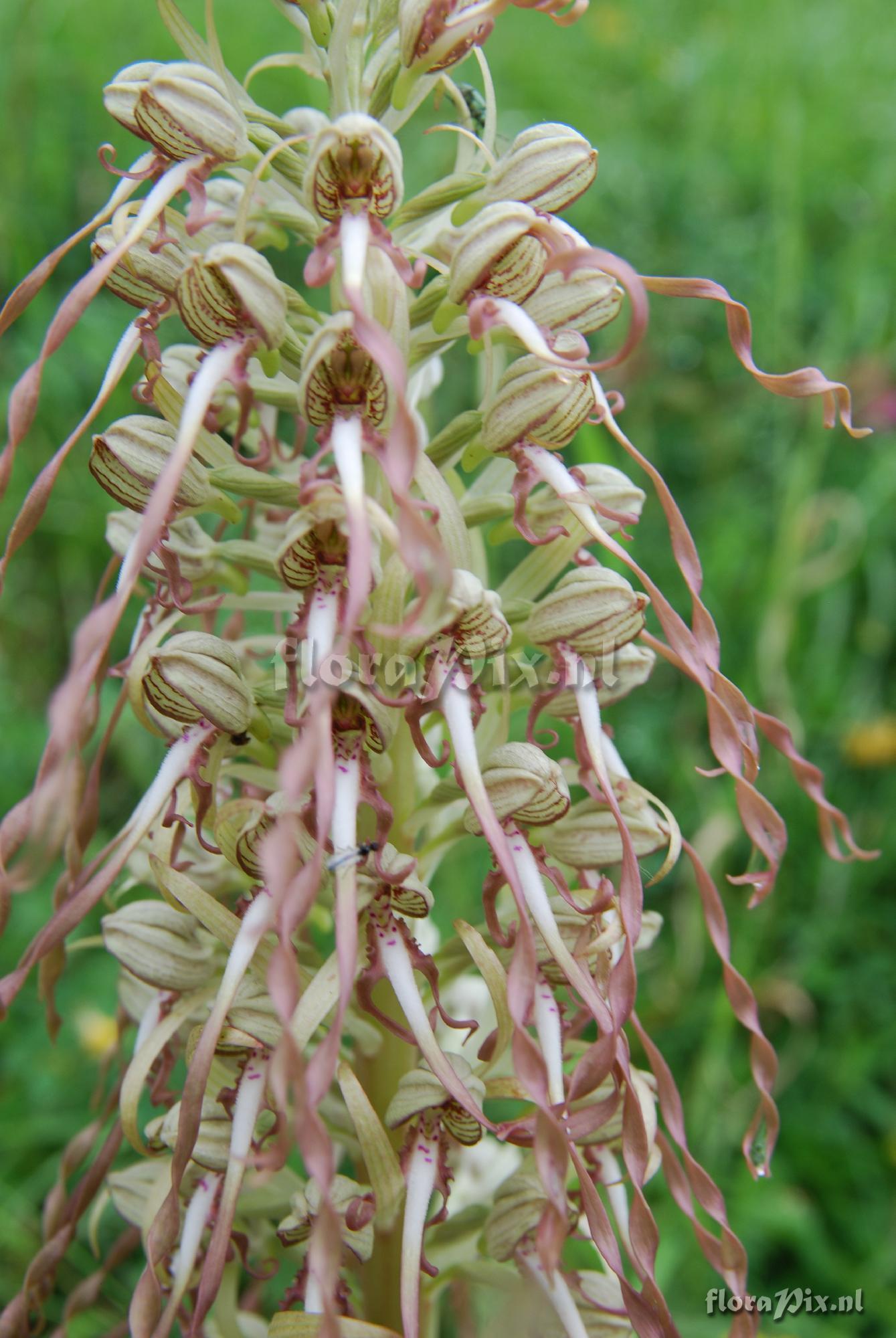 Himantoglossum hircinum