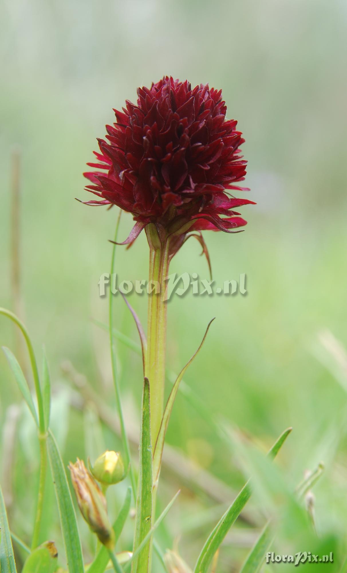 Nigritella rubra