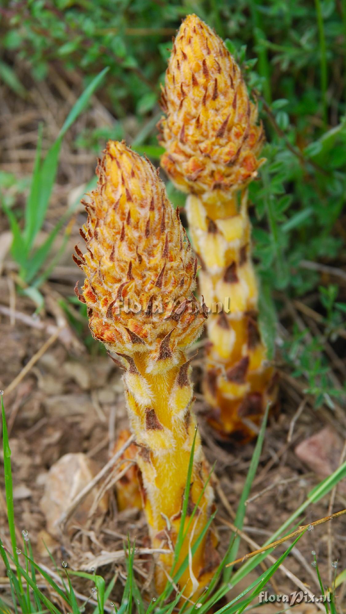 Orobanche species