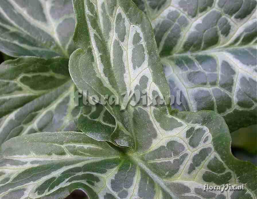 Arum italicum foliage cameo