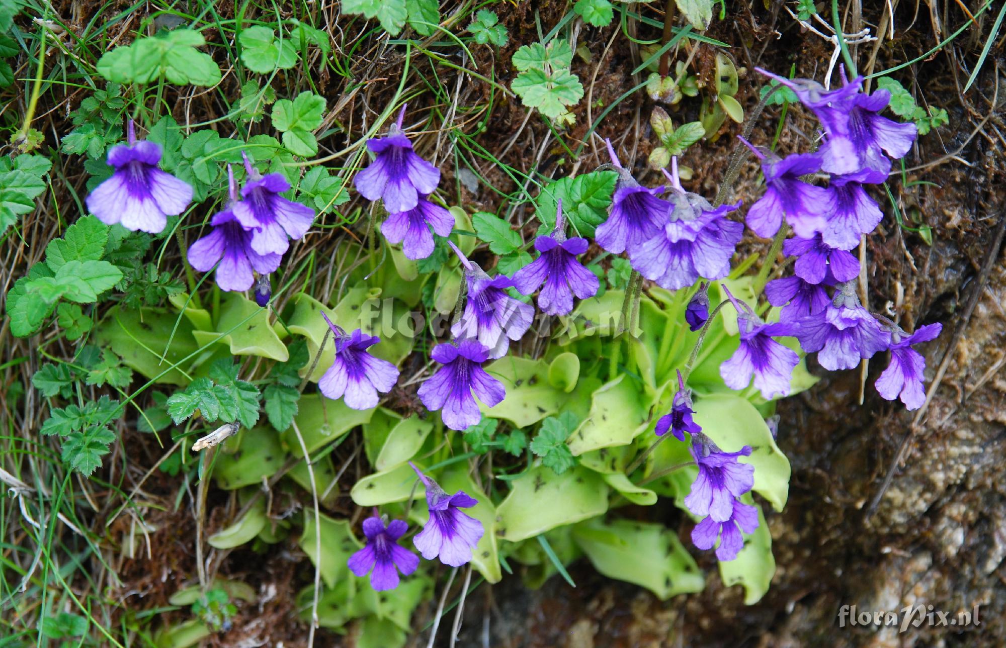 Pinguicula grandiflora