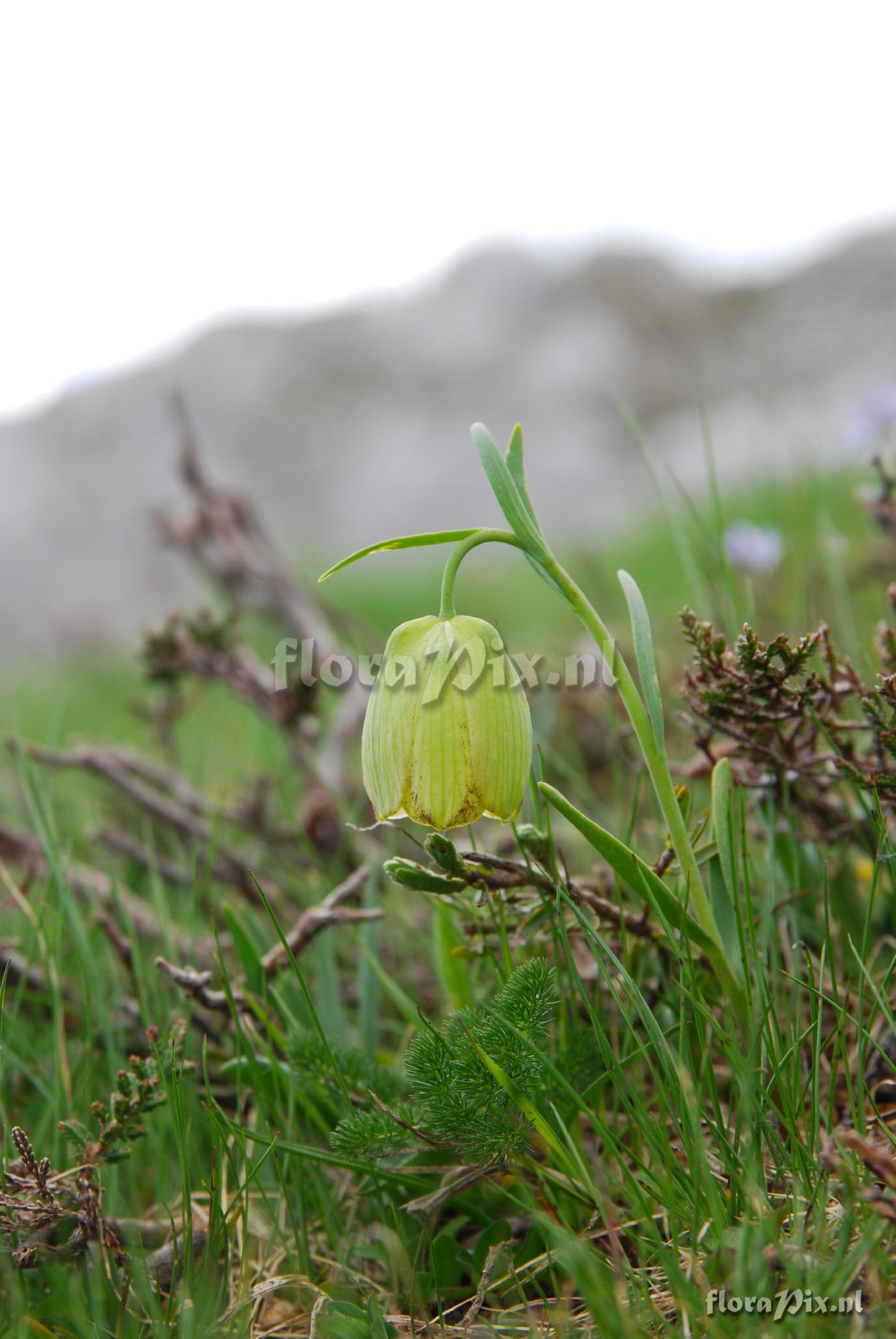 Fritillaria pyrenaica