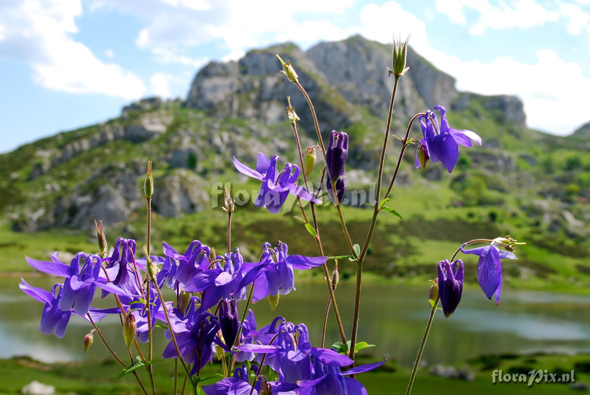 Aquilegia vulgaris