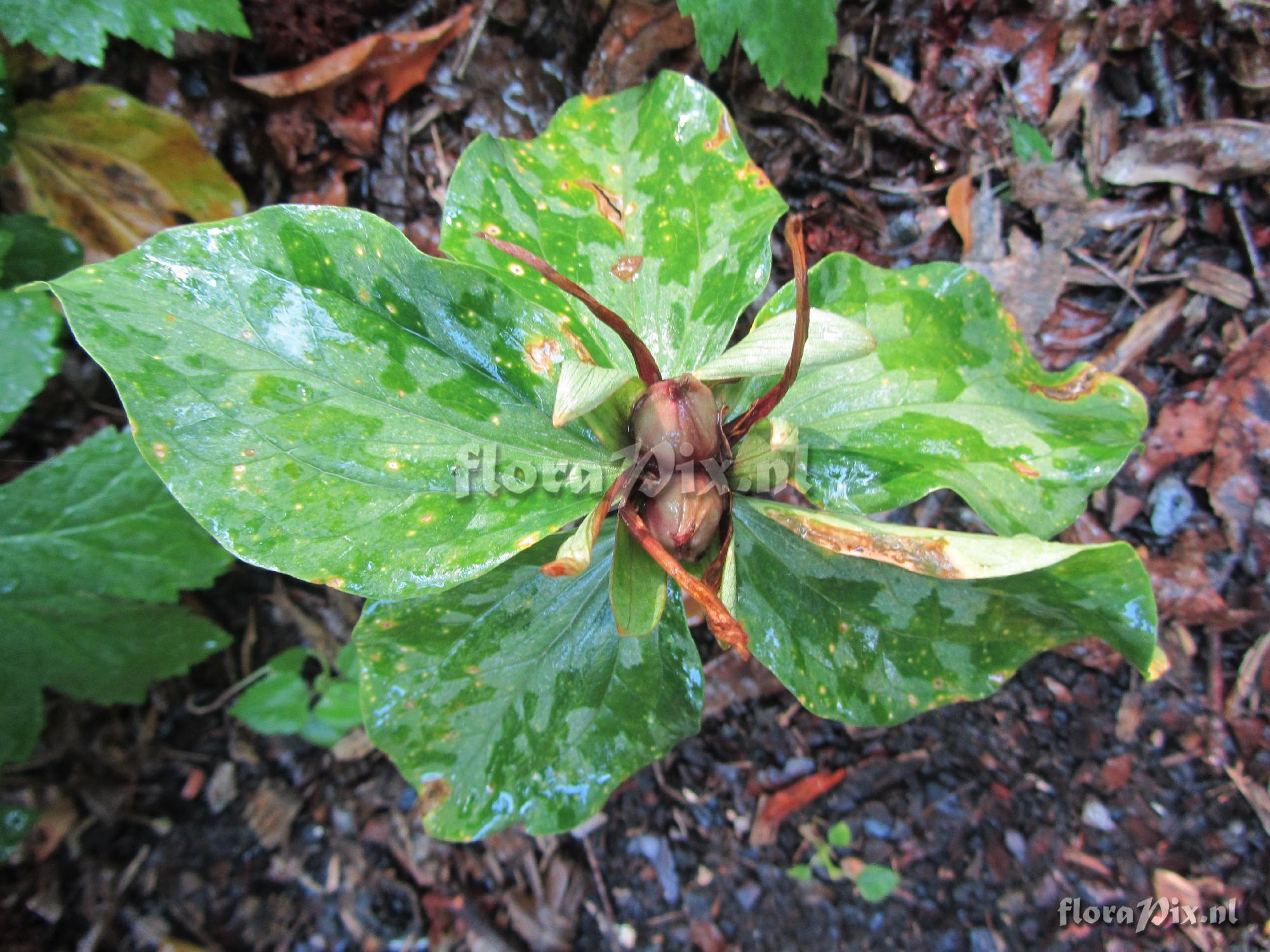 Trillium Maculatum