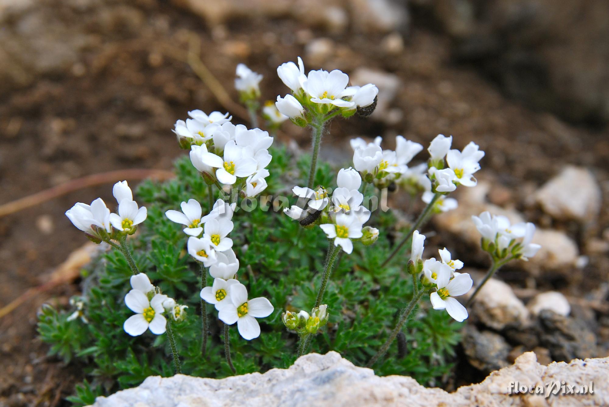 Pritzelago alpina ssp. auerswaldii