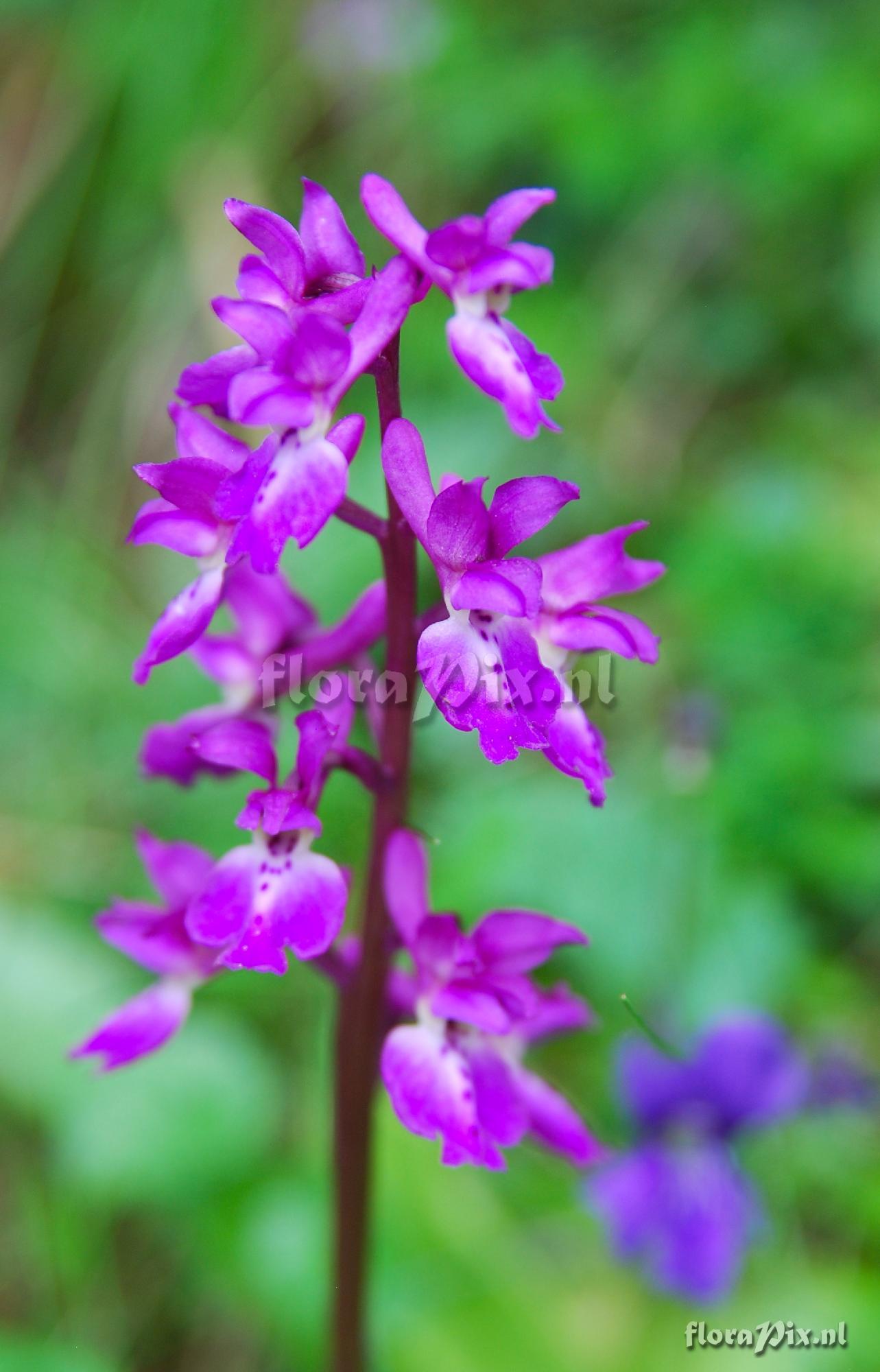 Orchis morio