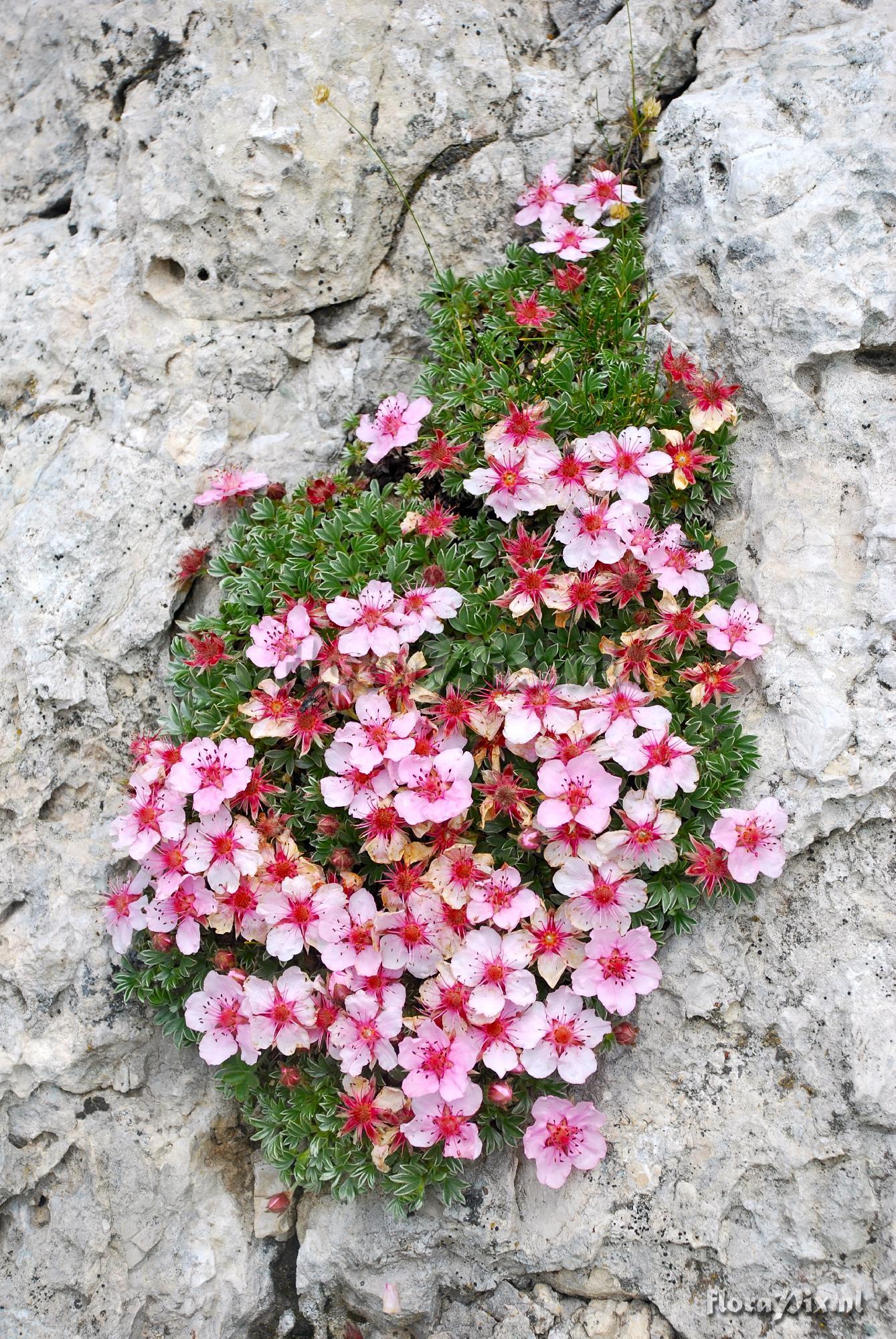 Potentilla nitida rubra