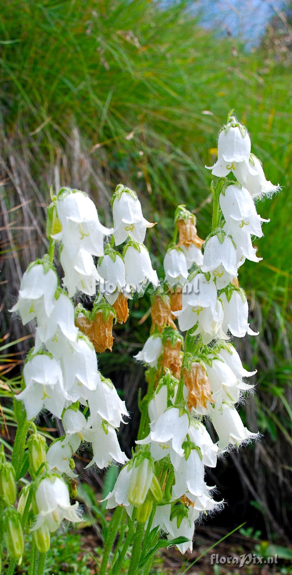 Campanula barbata alba