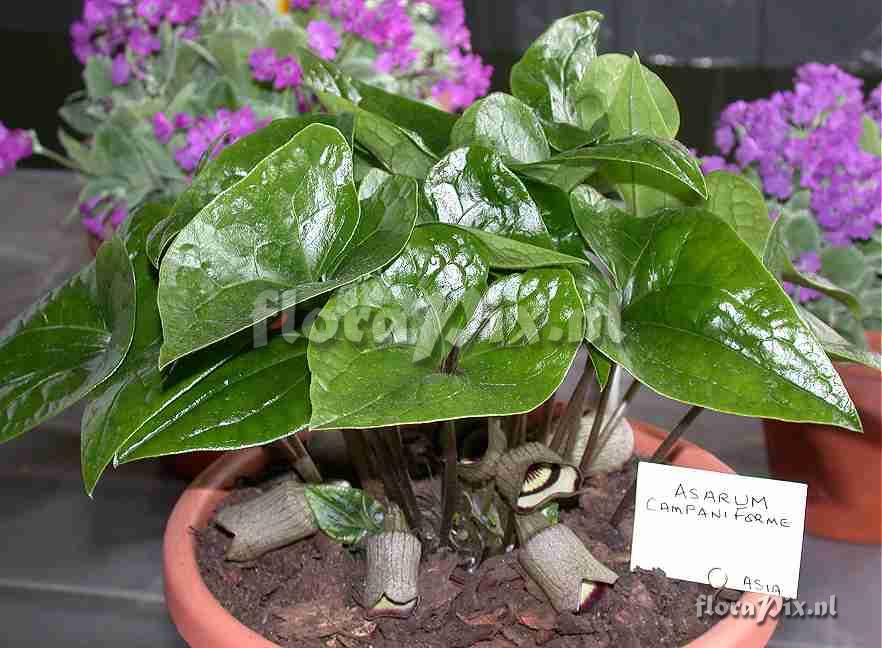 Asarum campaniforme