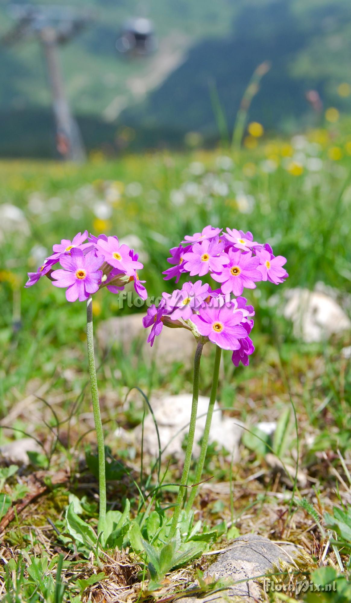 Primula farinosa