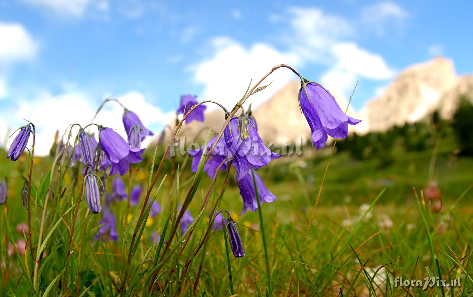 Campanula rotundifolia