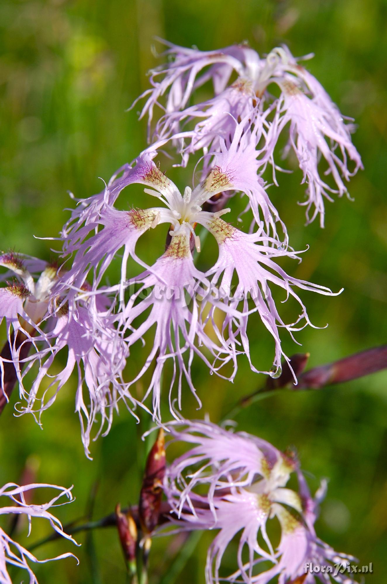 Dianthus superbus