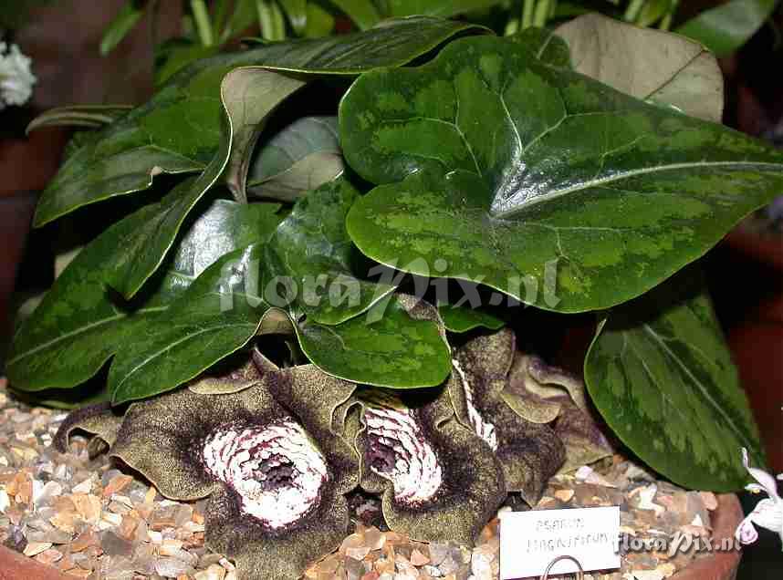 Asarum magnificum