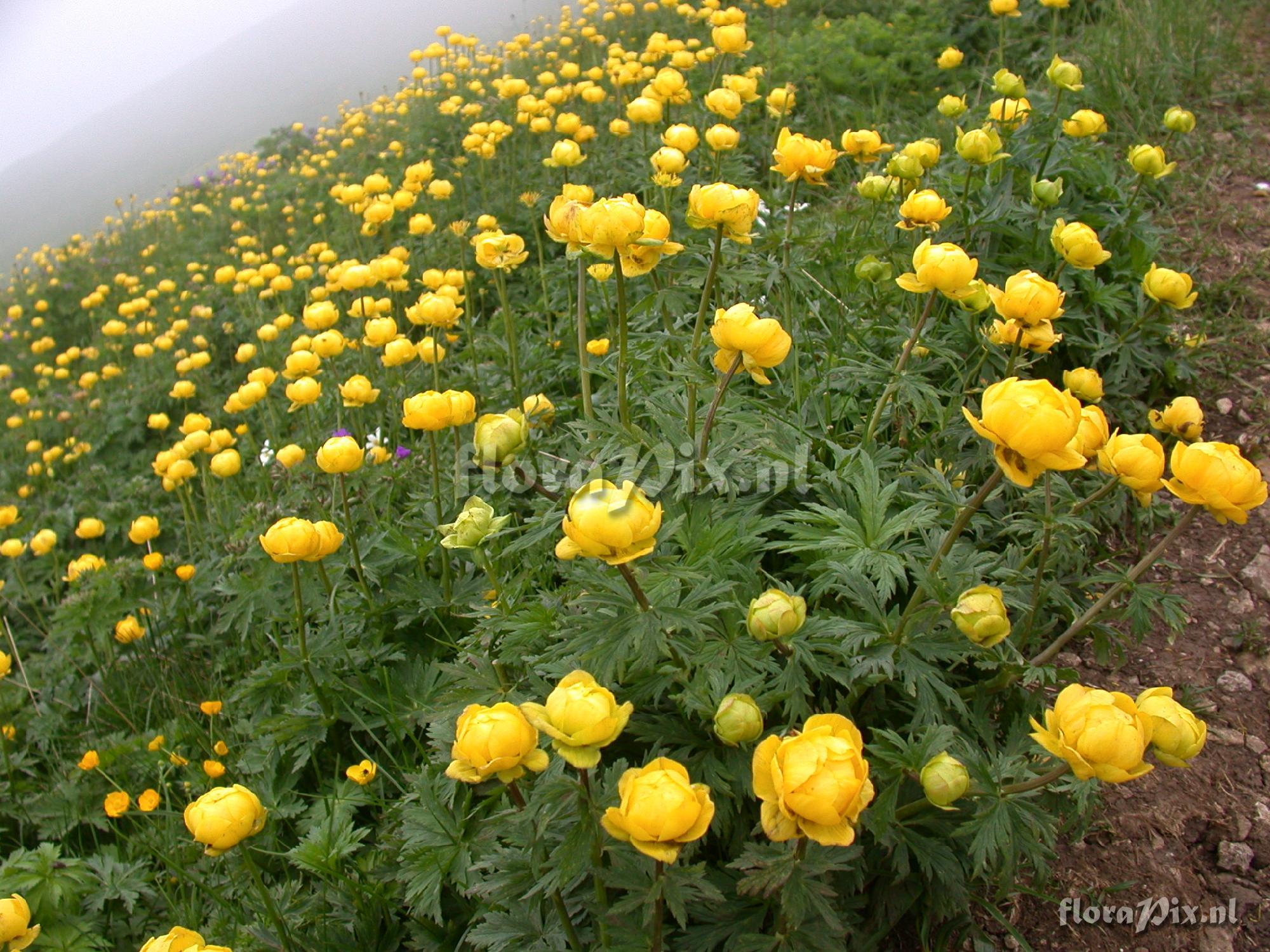 Trollius europaeus