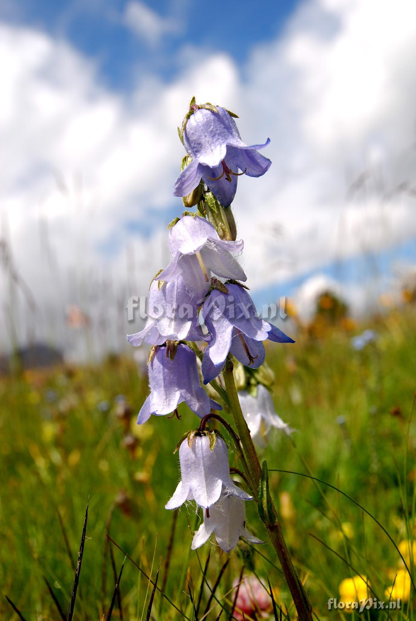 Campanula barbata