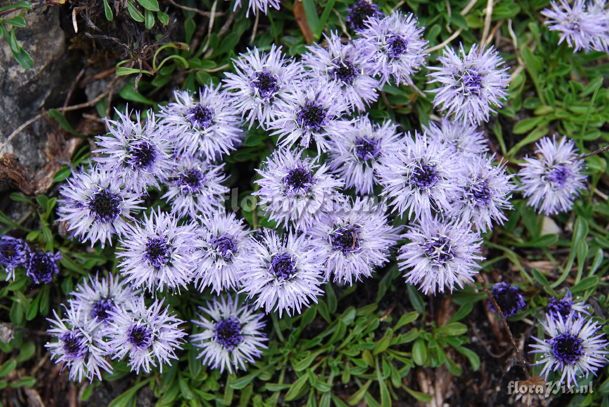 Globularia repens