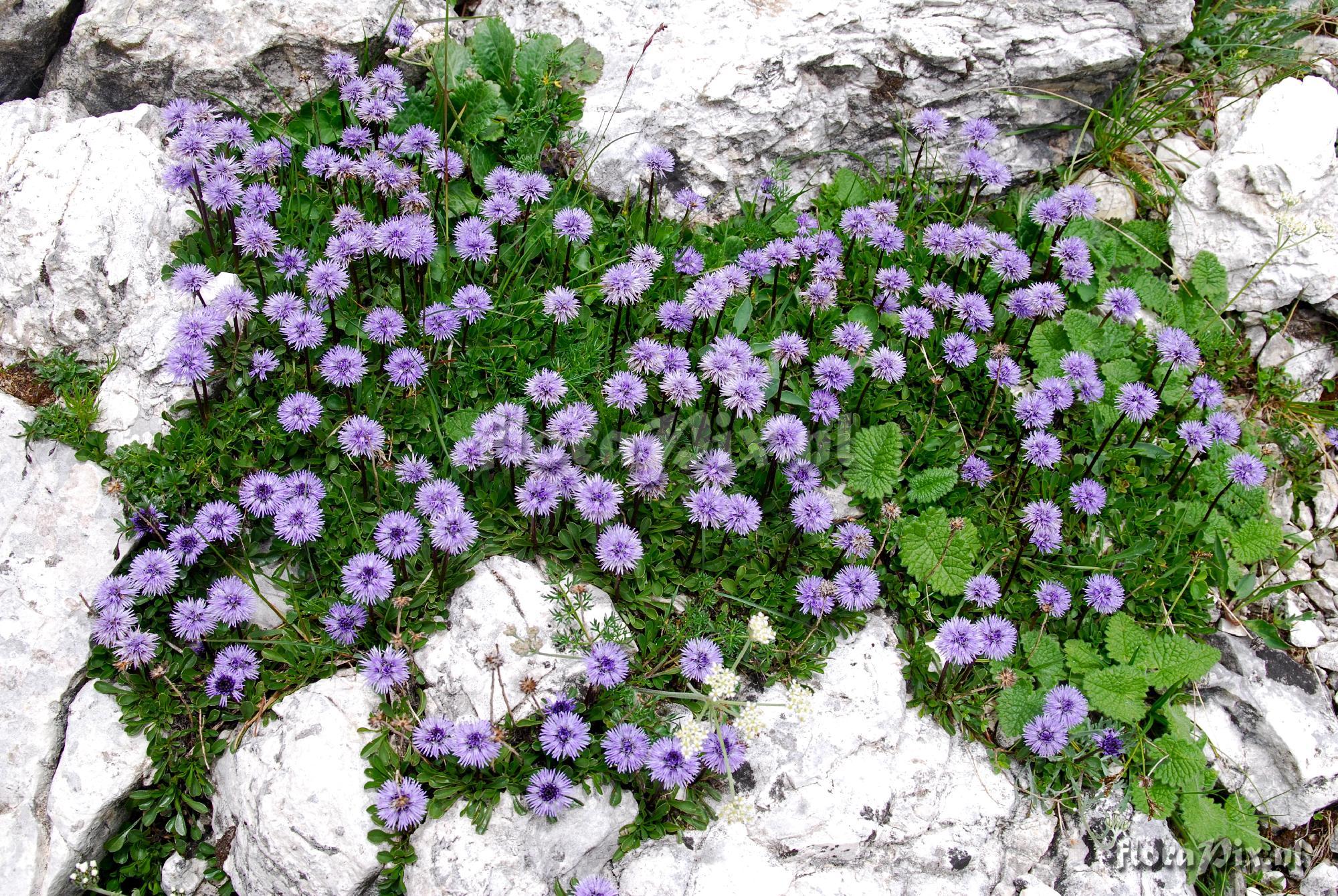 Globularia cordifolia