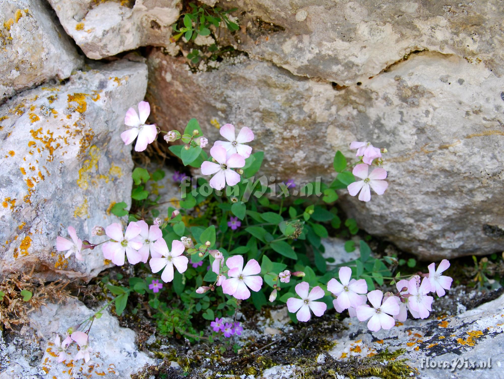 Petrocoptis pyrenaica ssp. glaucifolia