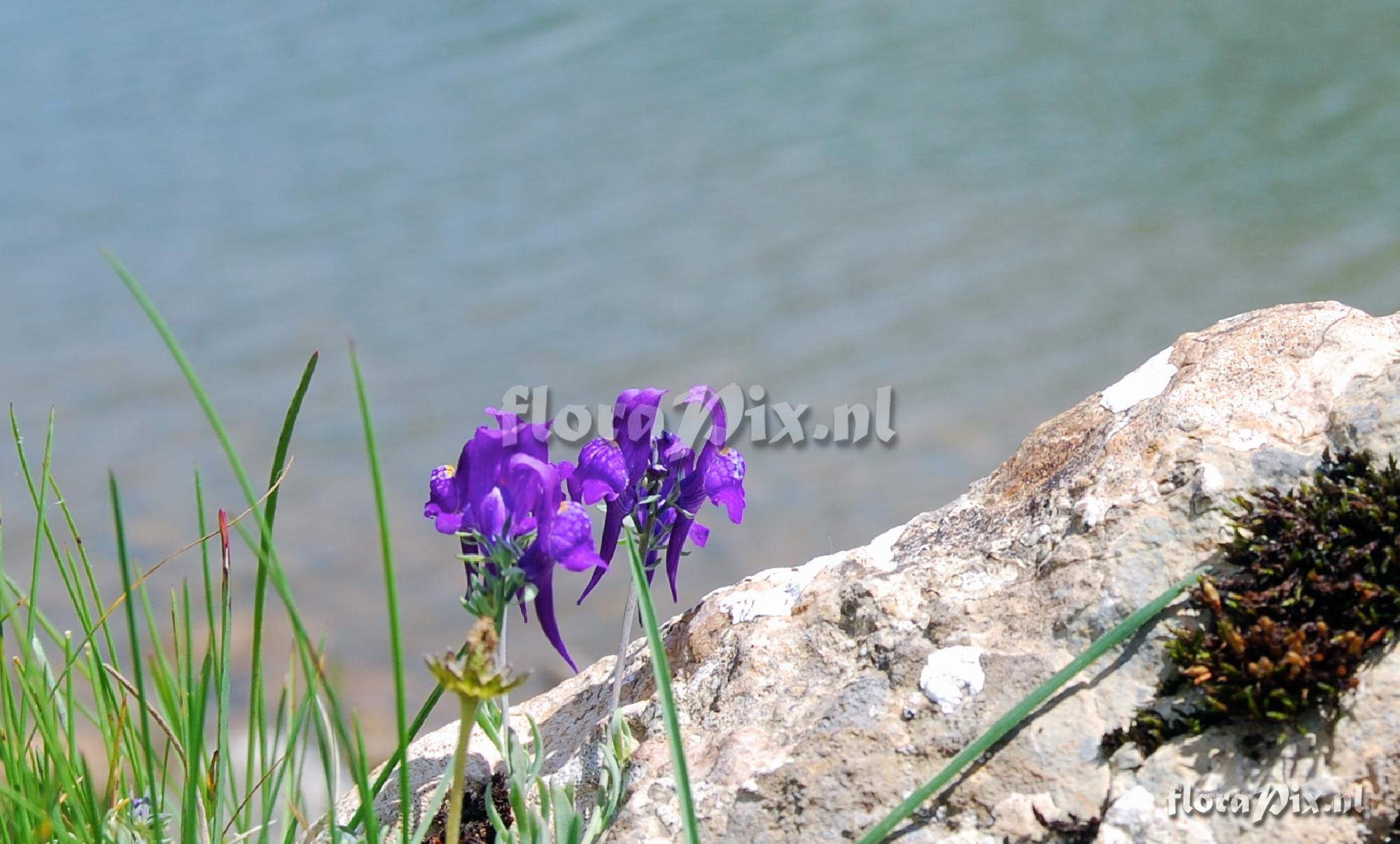 Linaria triornithophora