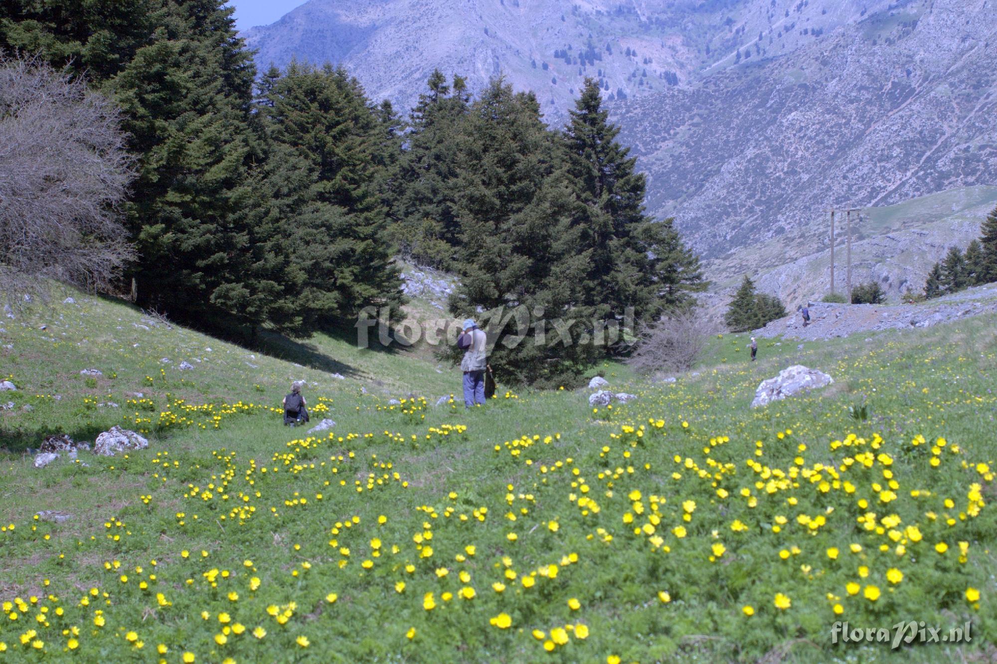 Adonis cyllenea