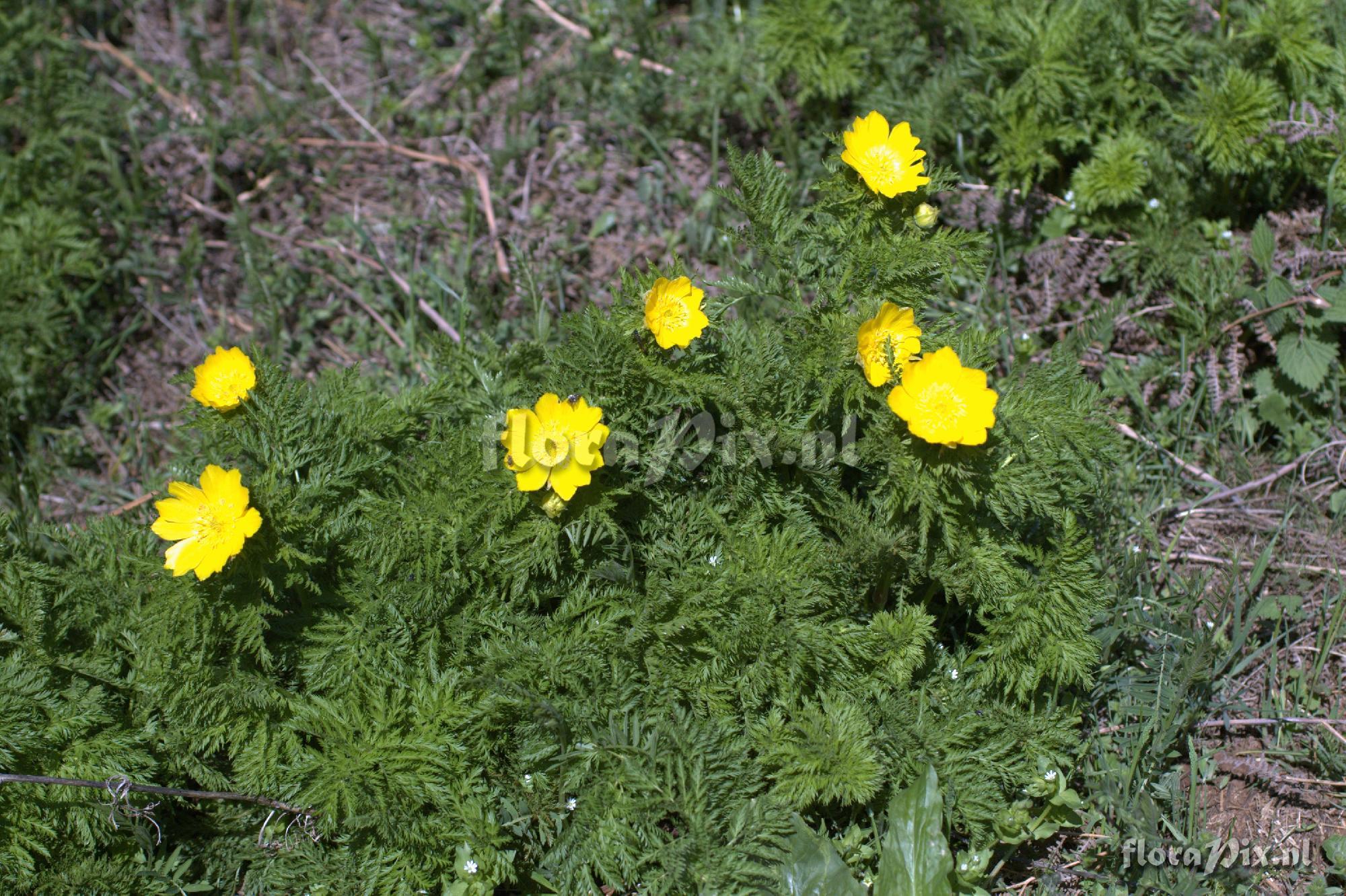 Adonis cyllenea