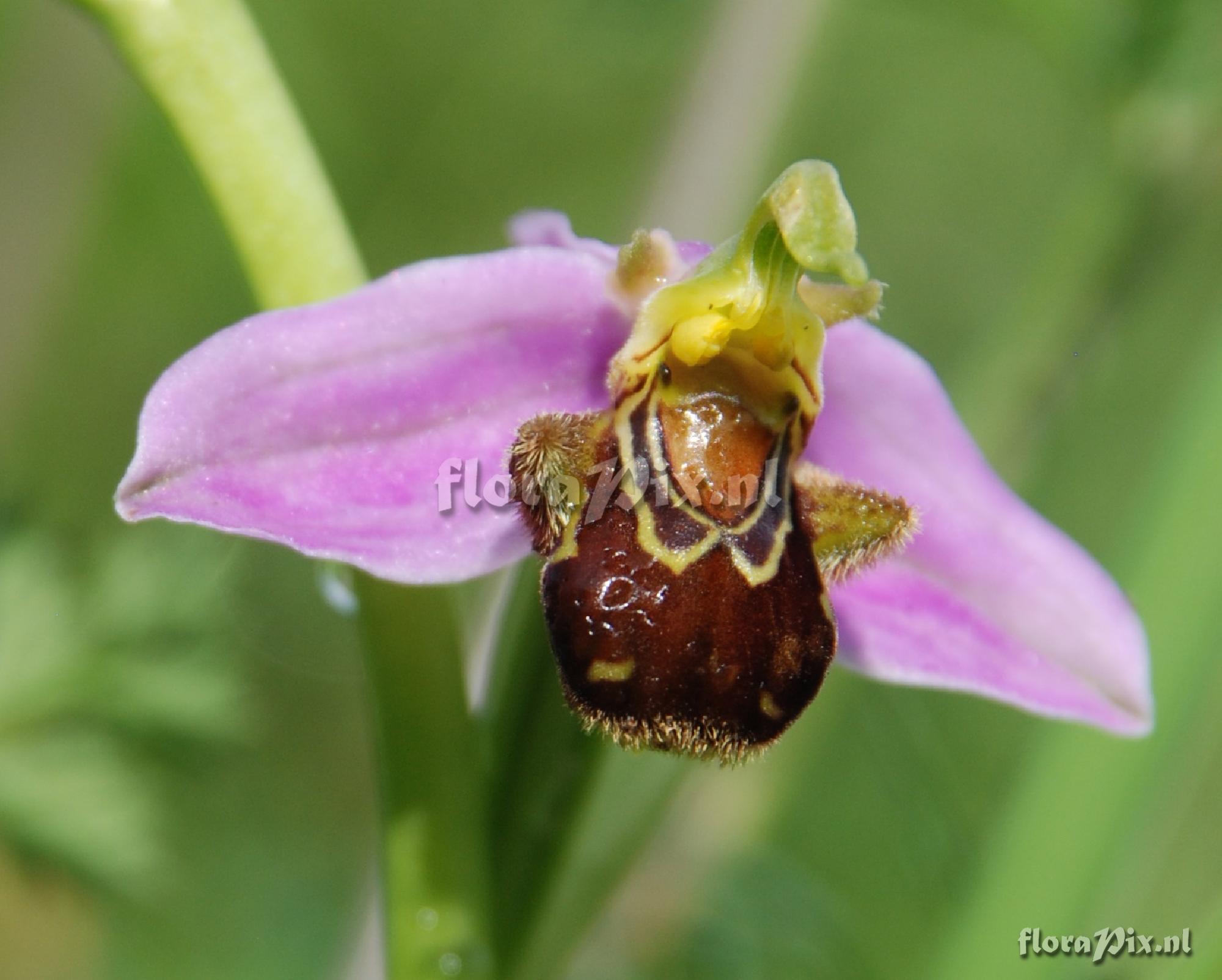 Ophrys apifera