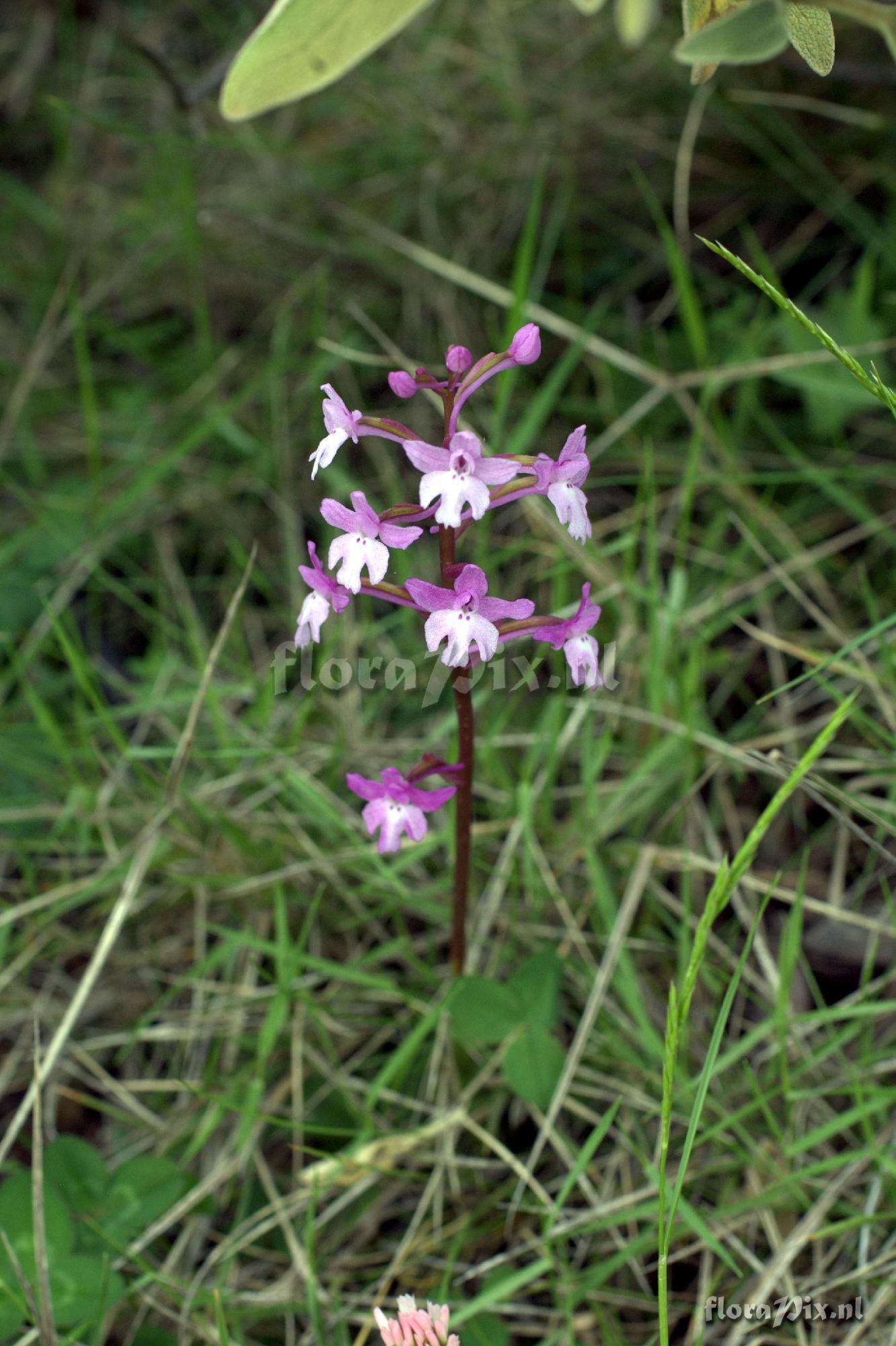 Orchis quadripunctata