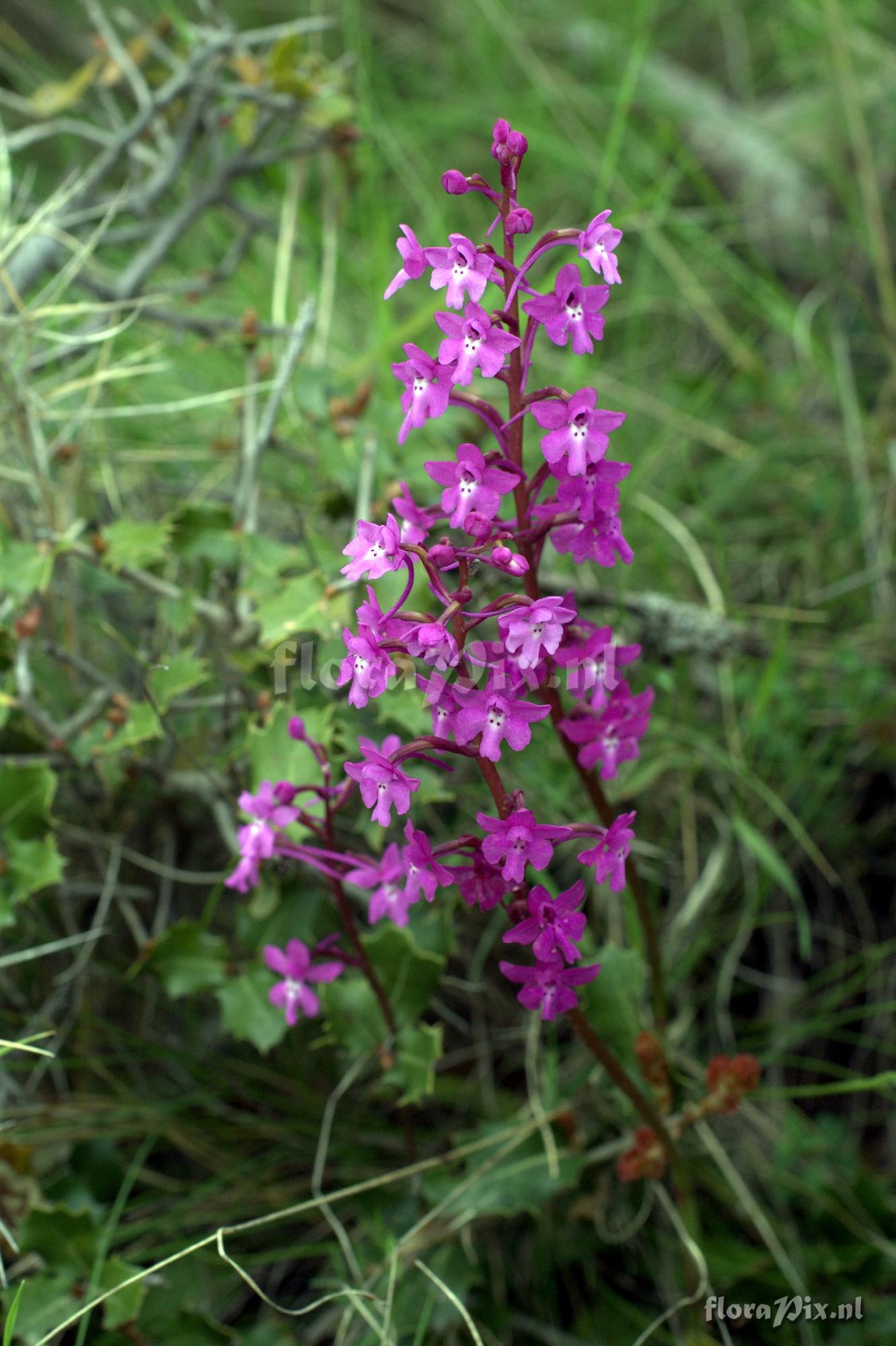 Orchis quadripunctata