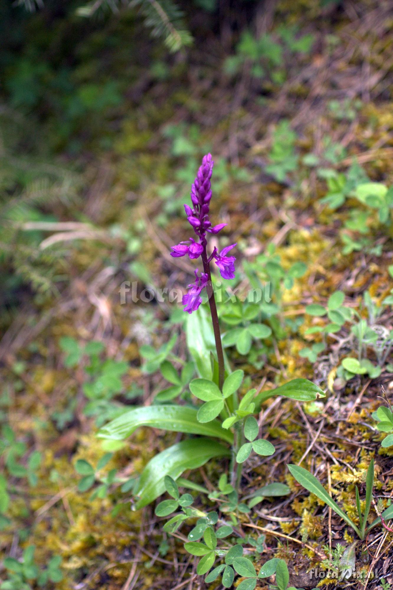 Orchis quadripunctata