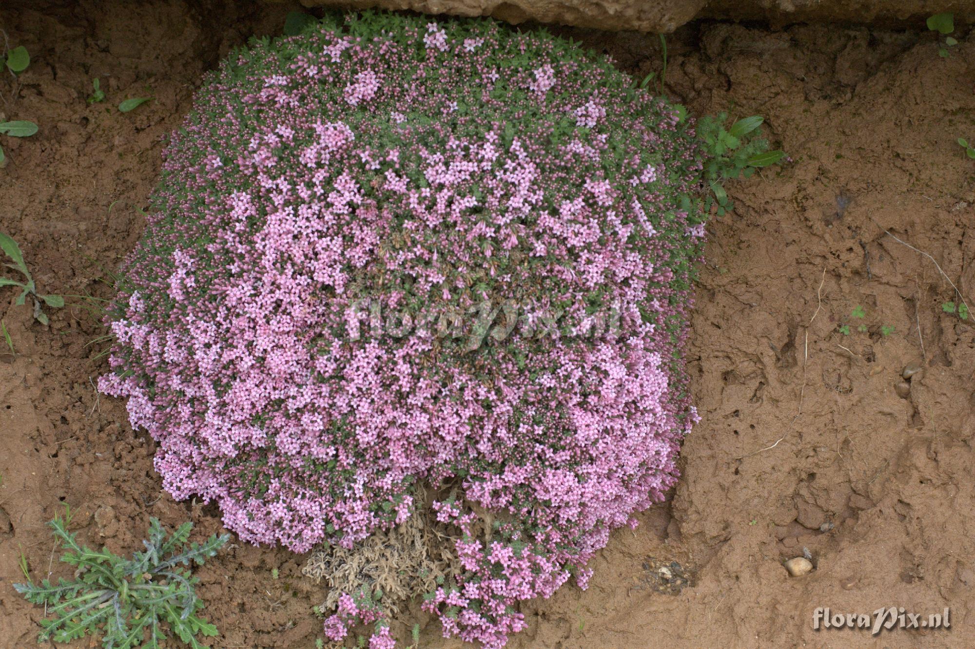 Asperula arcadiensis