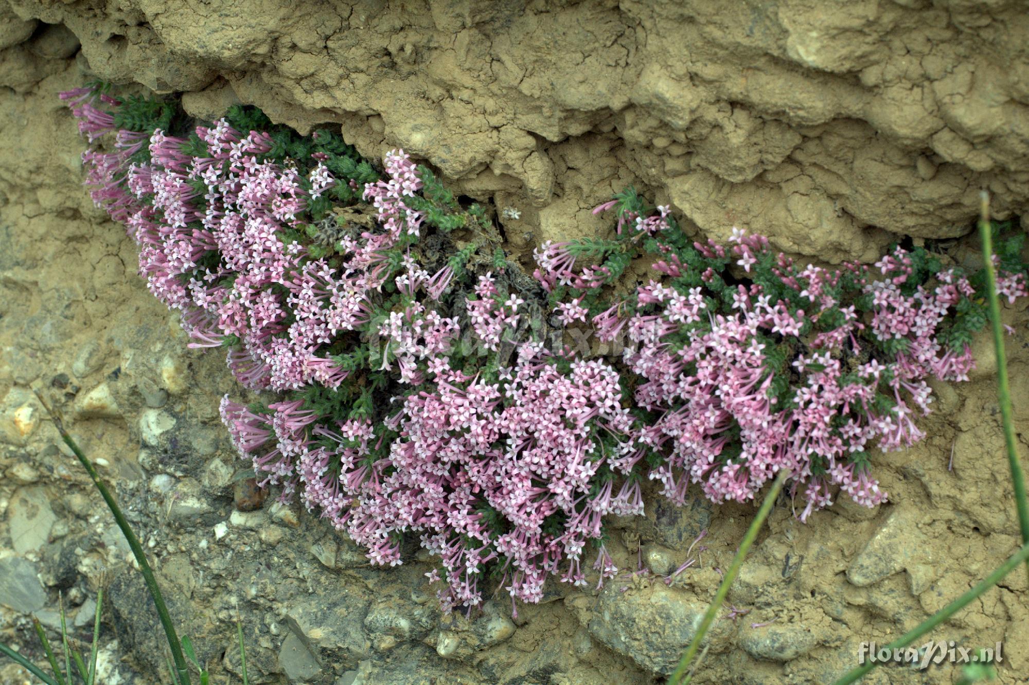 Asperula arcadiensis