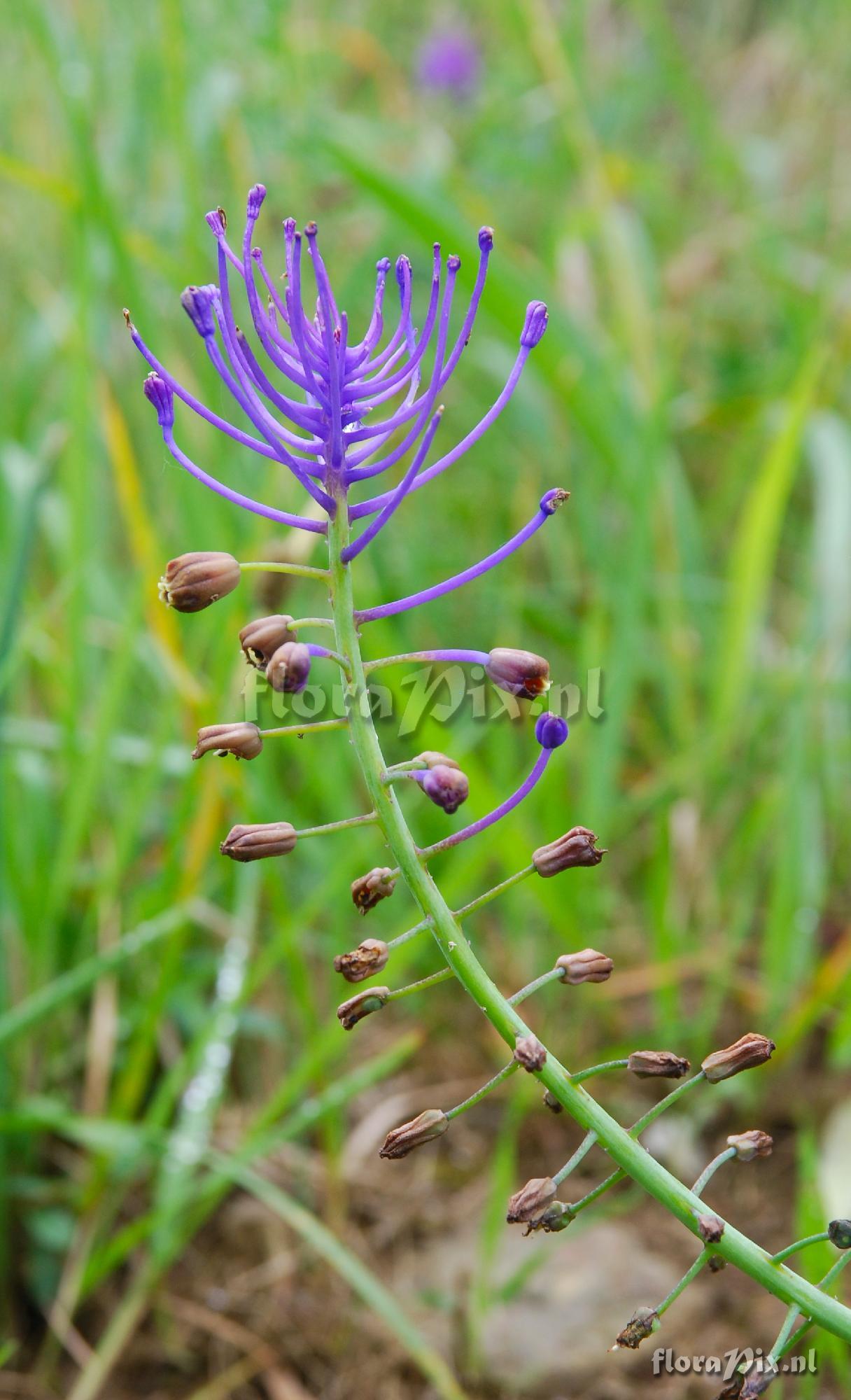 Muscari comosum