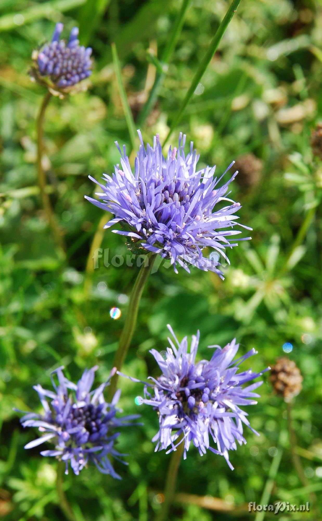 Jasione laevis ssp. carpetana