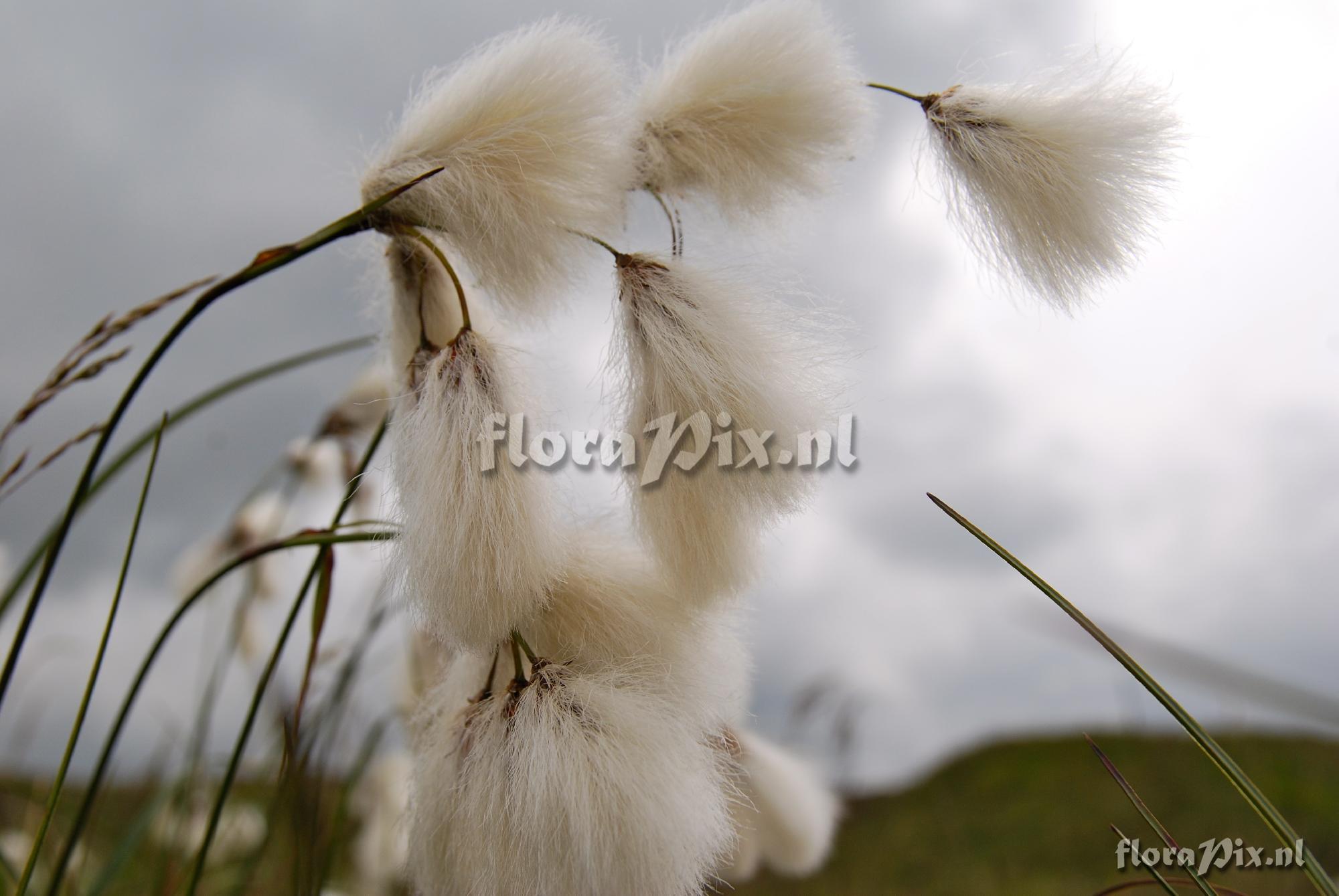 Eriophorum angustifolium