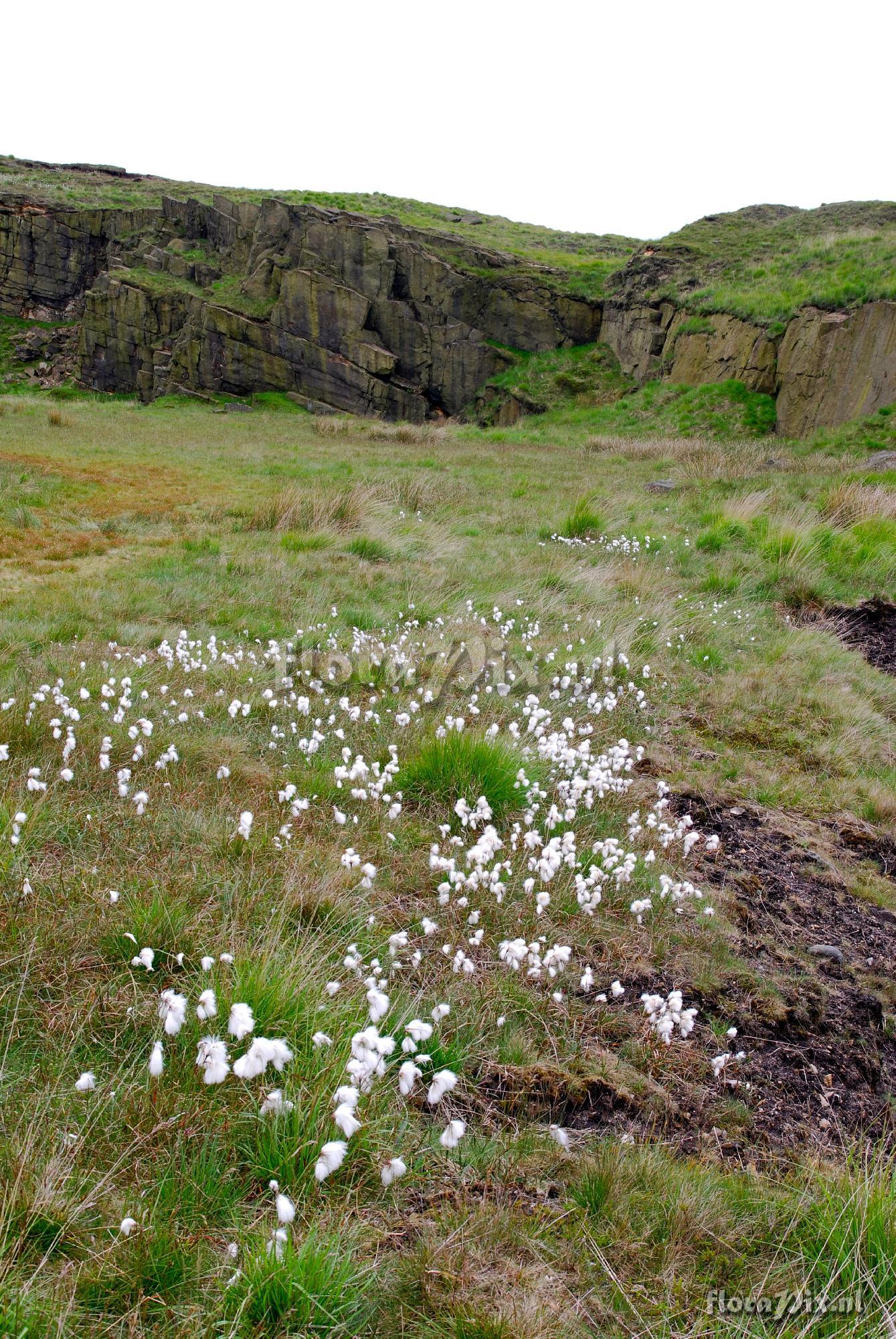 Eriophorum angustifolium