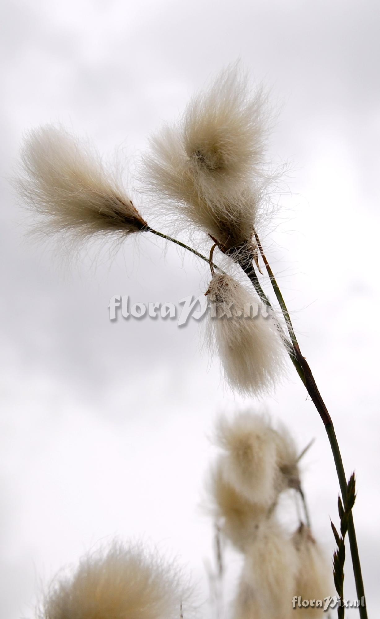 Eriophorum angustifolium