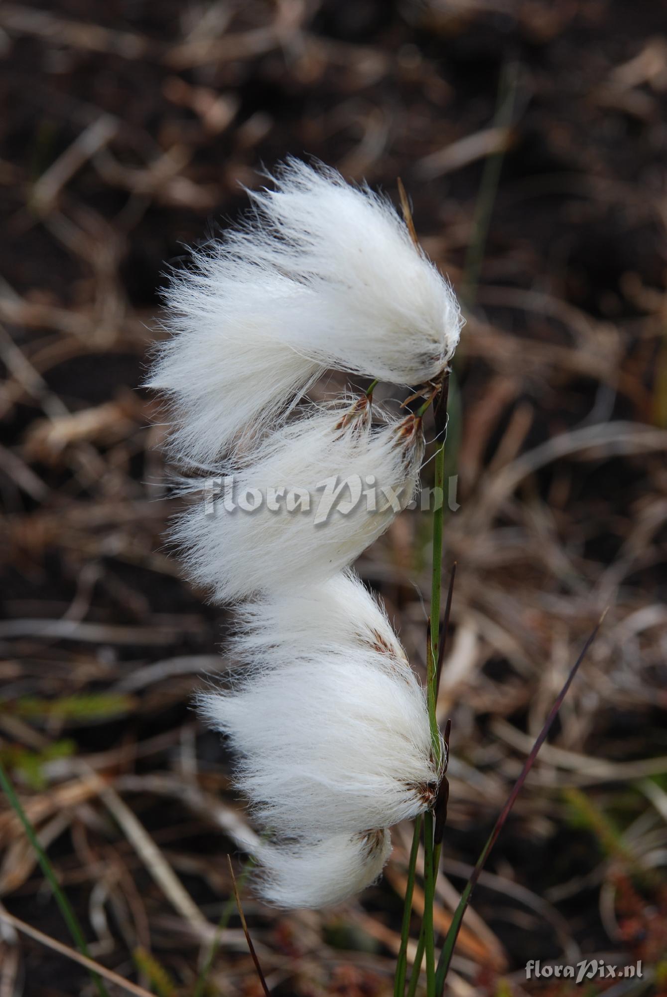 Eriophorum angustifolium